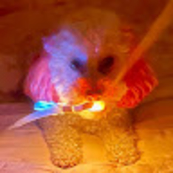 Meet your Posher, Caitlin - Picture 1 of 1